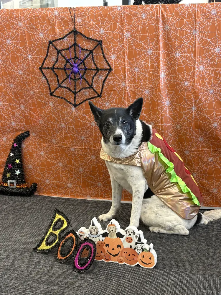 Ari in a hot dog costume beside a witch hat