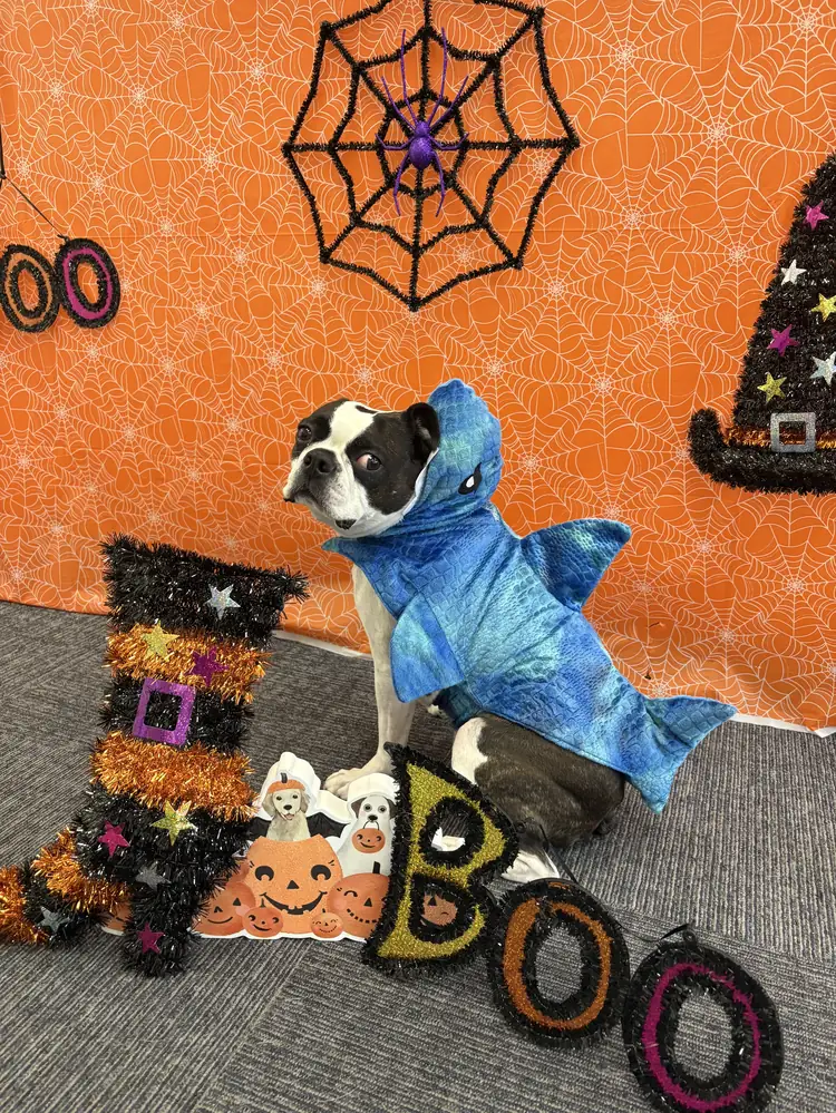 Benito in a blue costume