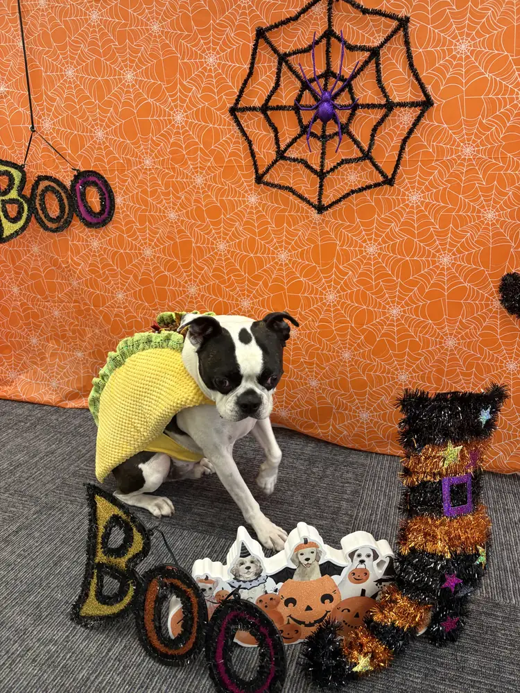 Benito in a hot dog costume