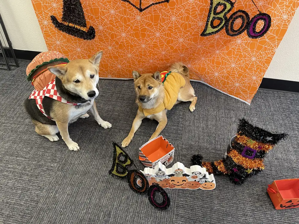 Two dogs in witch hats on the Halloween set