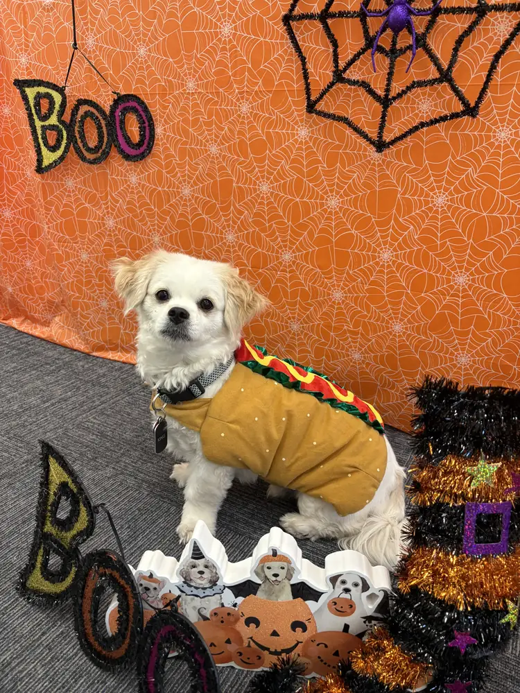 King in a hot dog costume