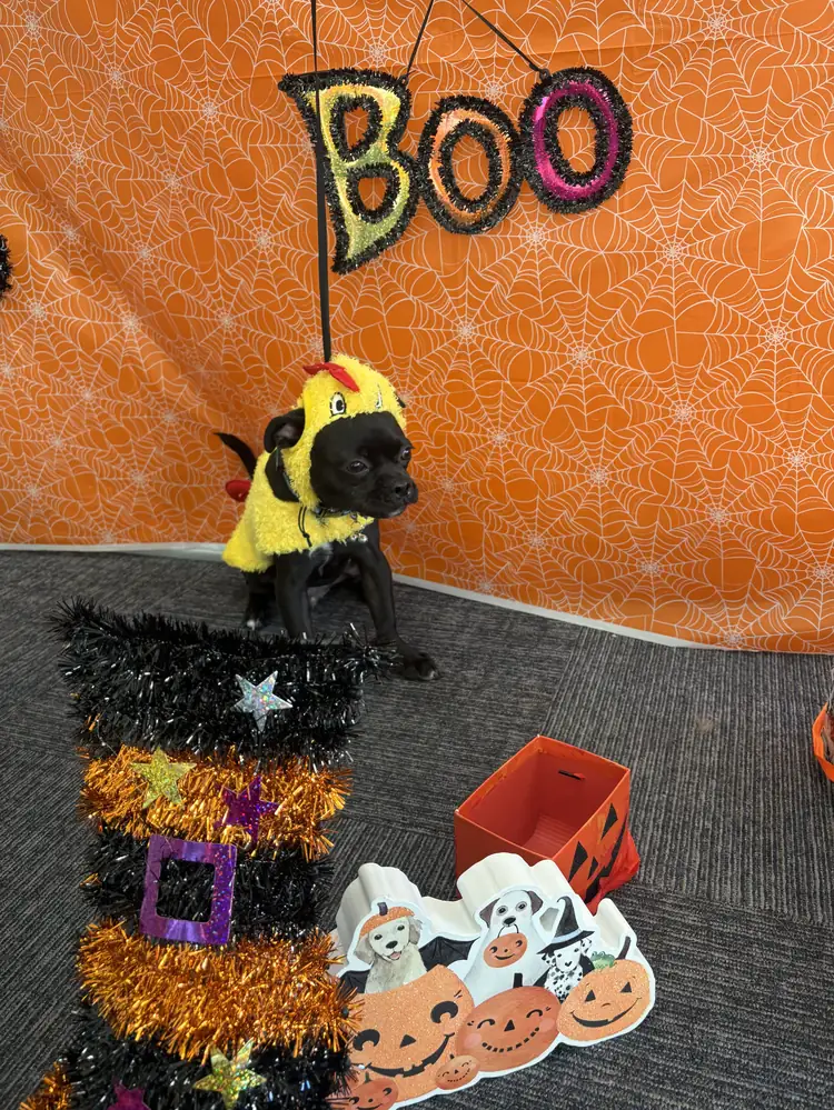 Kona in a yellow and black costume on the Halloween photo set at K9 Rox Club