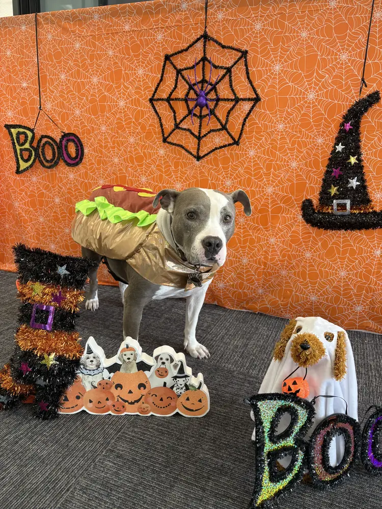 Maze in a hot dog costume