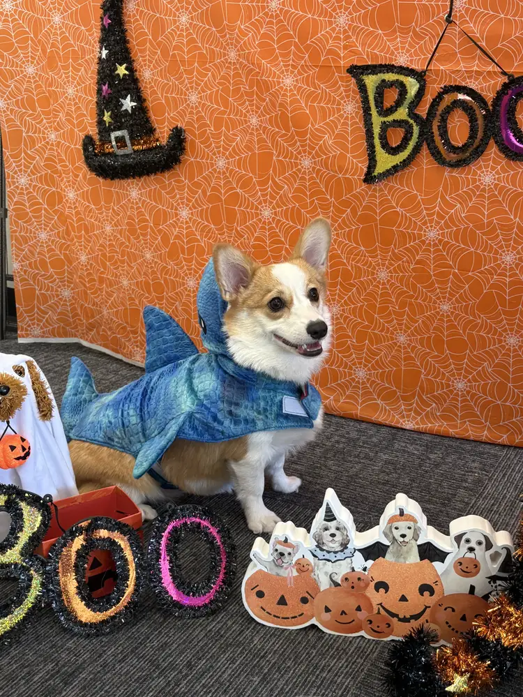 Mochi the corgi in a blue costume
