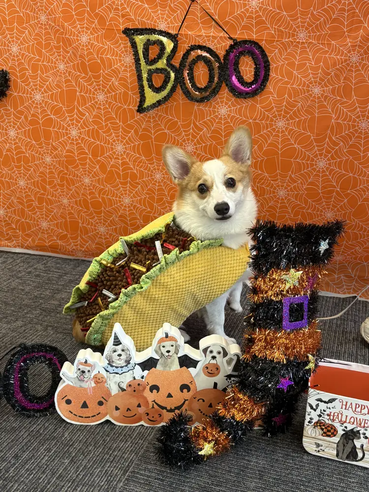 Mochi the corgi in a taco costume