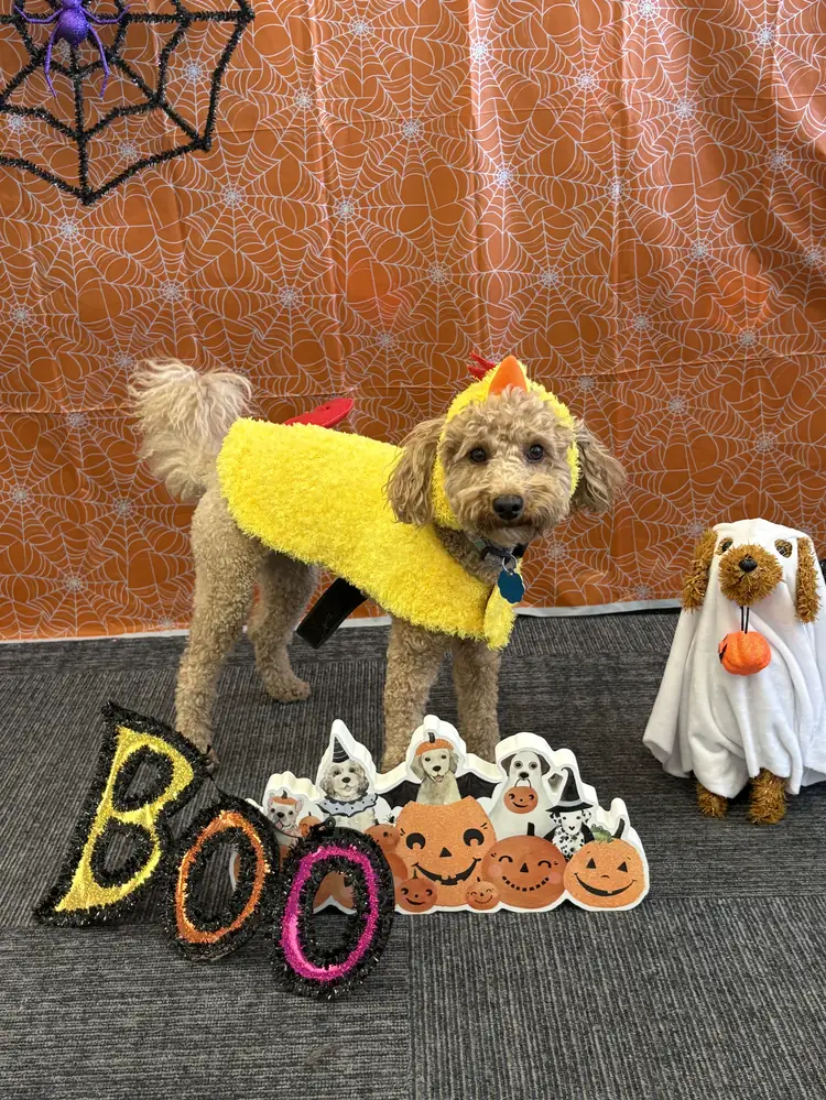 Ruby in a fuzzy yellow costume next to a ghost decoration on the Halloween photo set