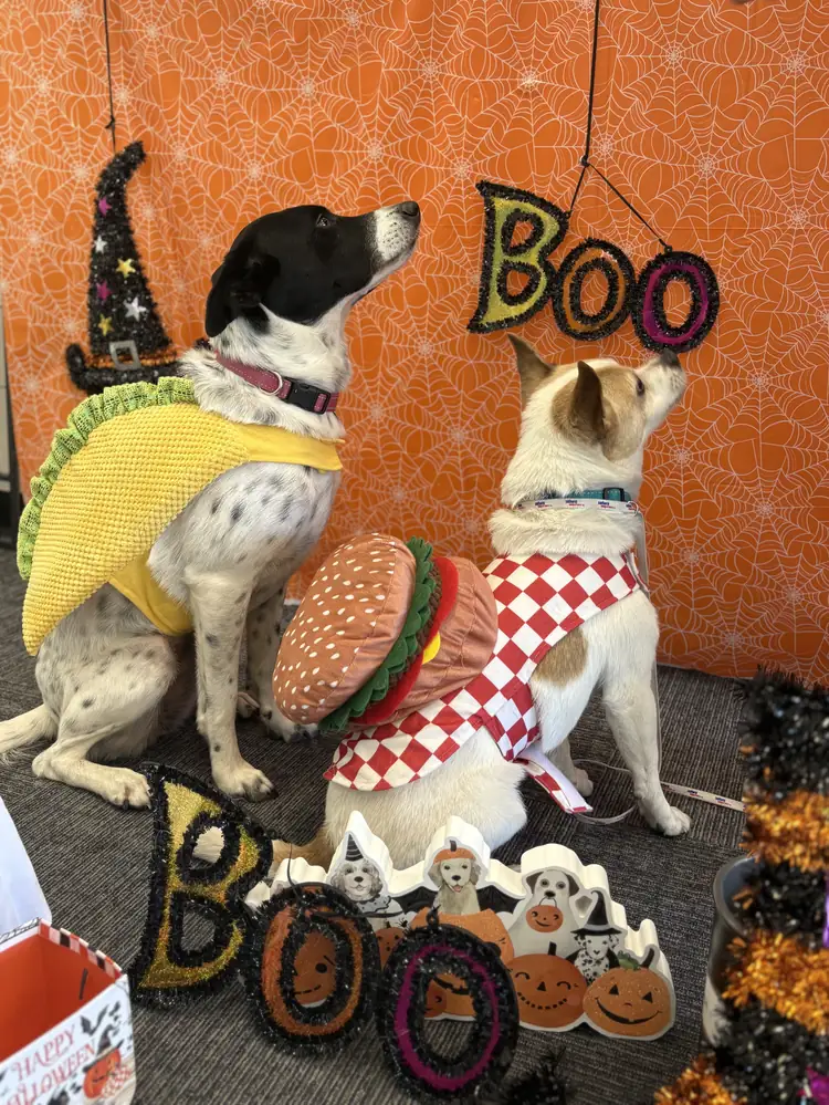 Sheeba and Winchester in taco and burger costumes
