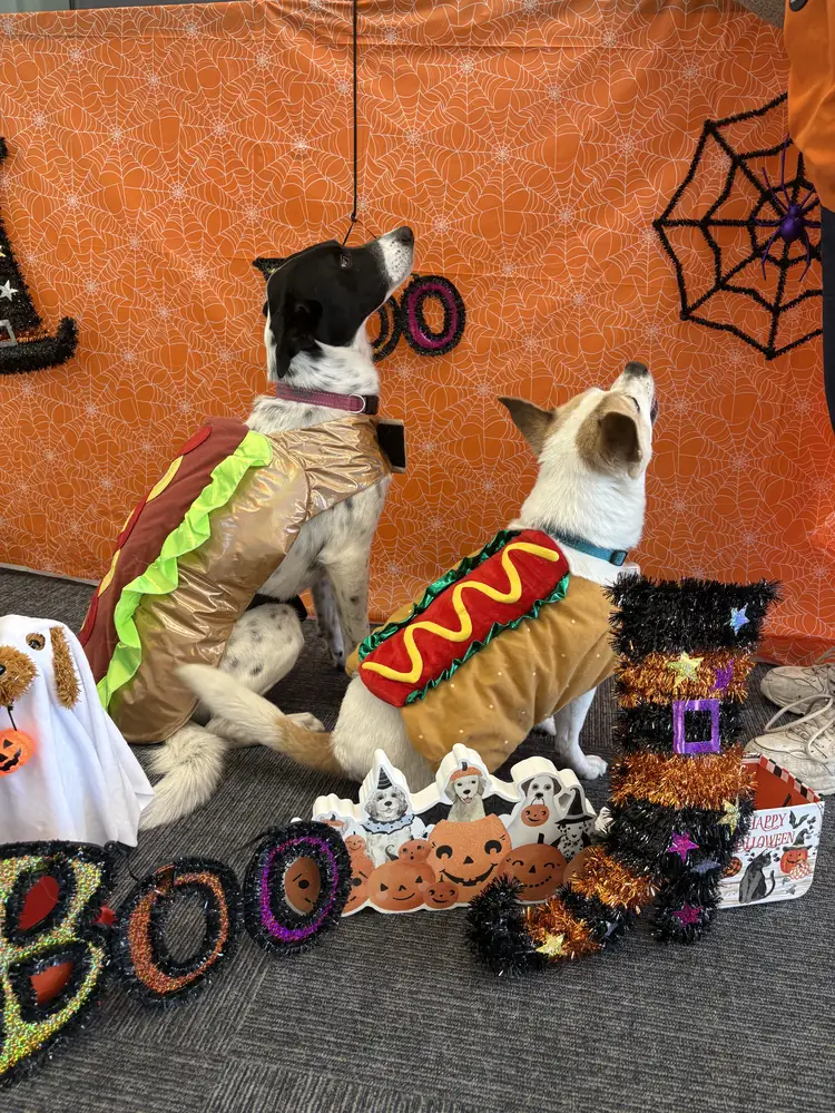 Sheeba and Winchester in hot dog costumes