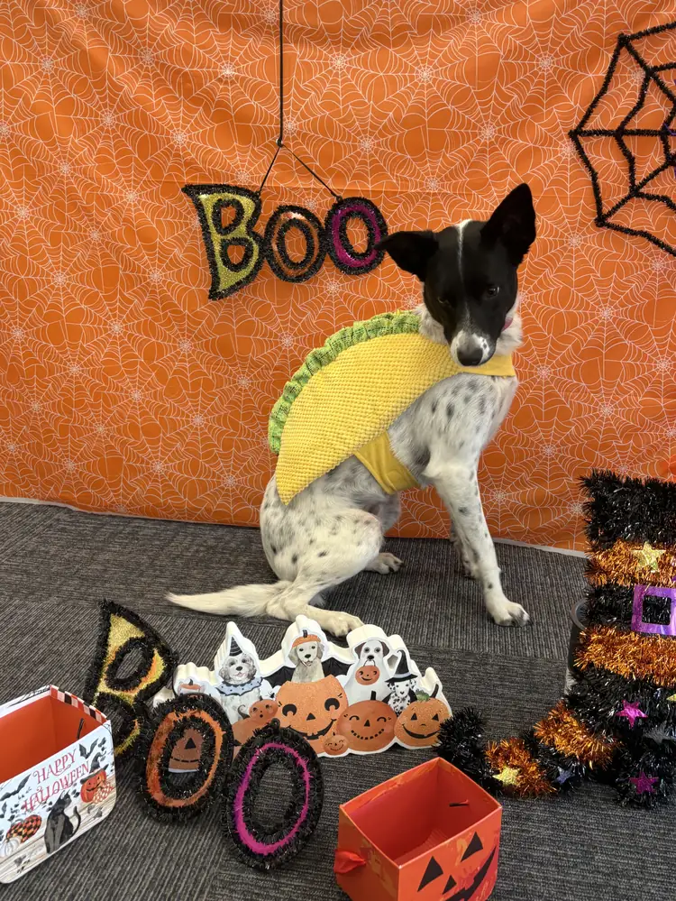 Sheeba in a taco costume