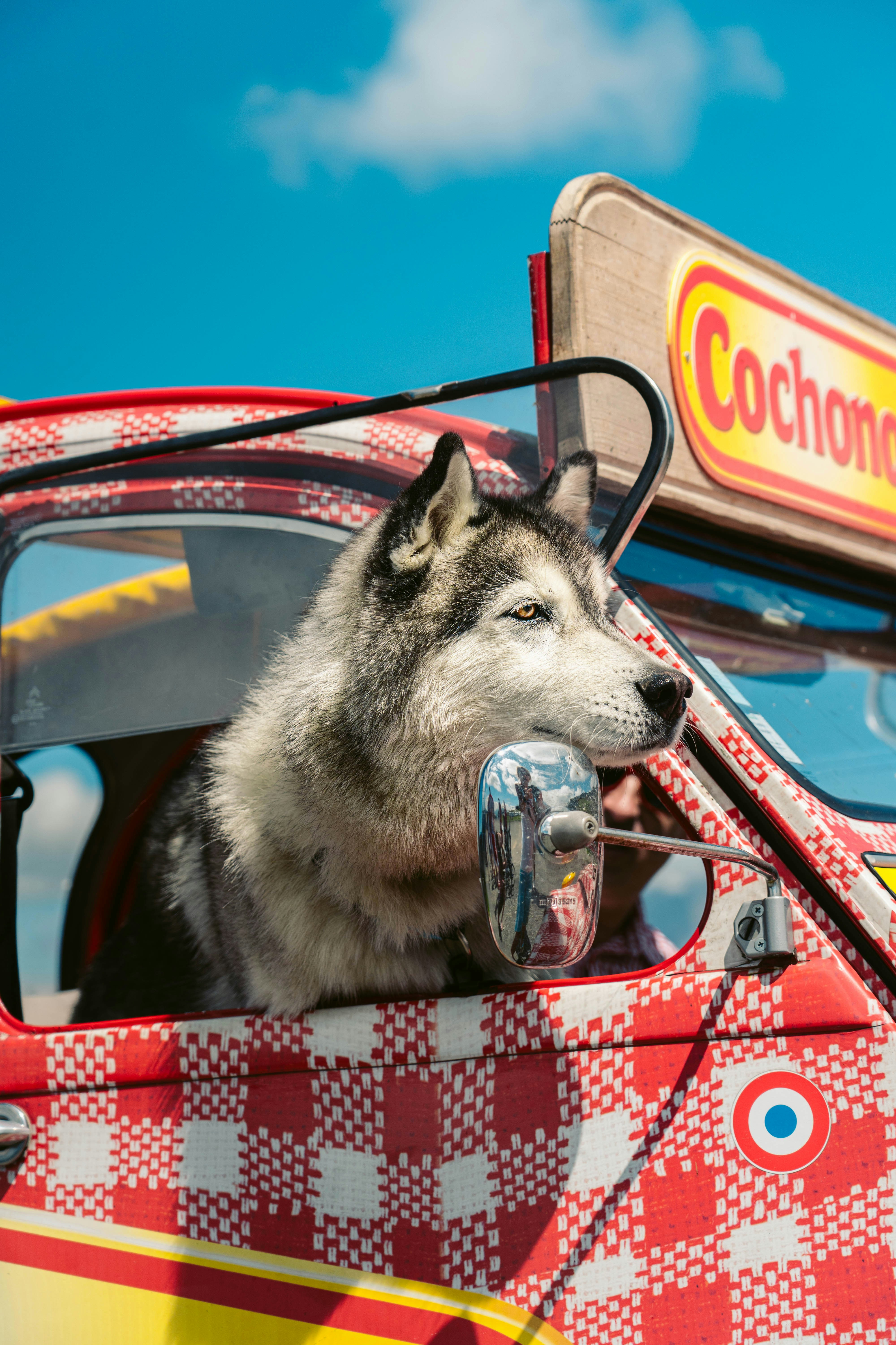 Pet Grooming Service Image