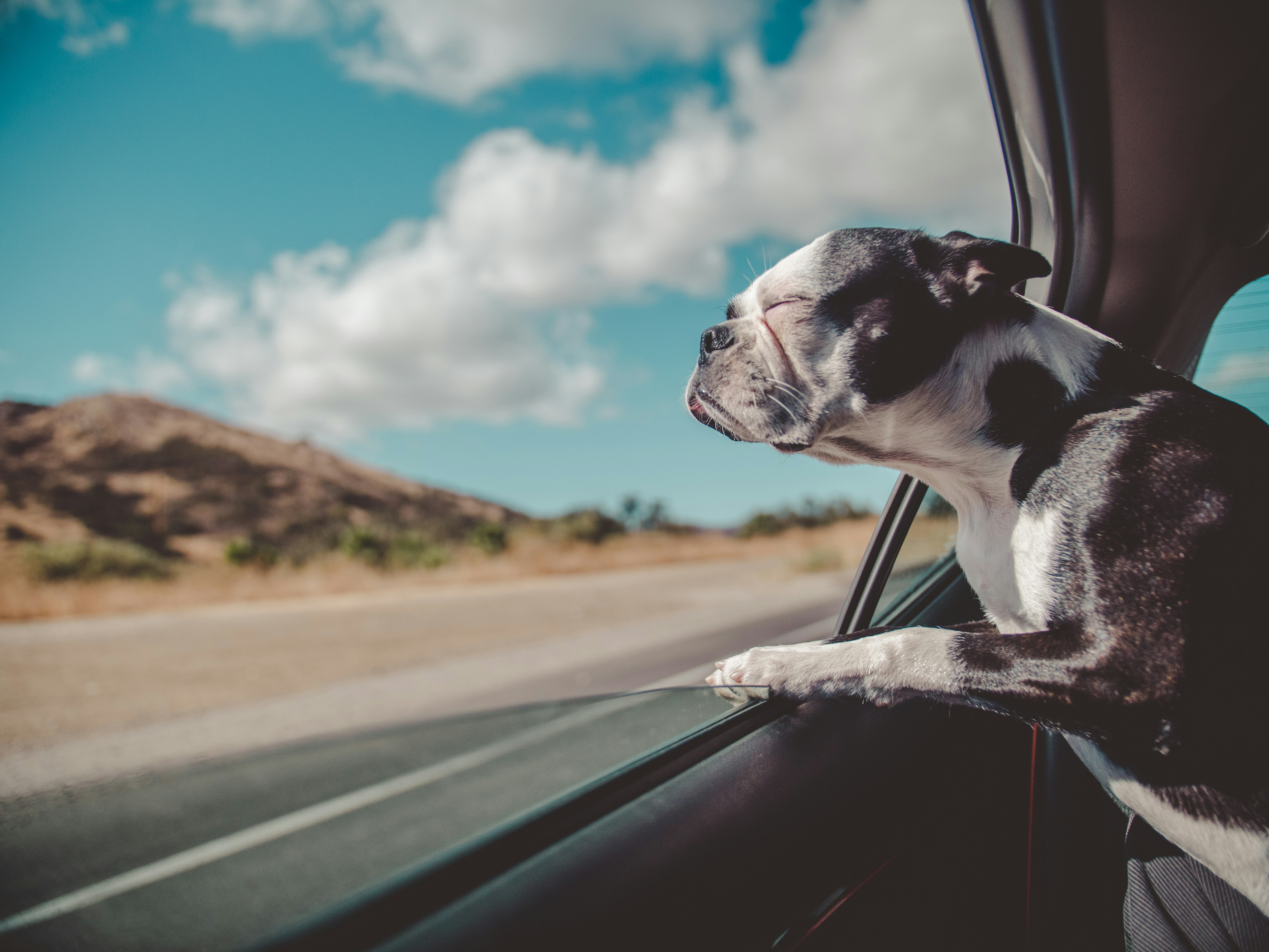 Pet Grooming Service Image