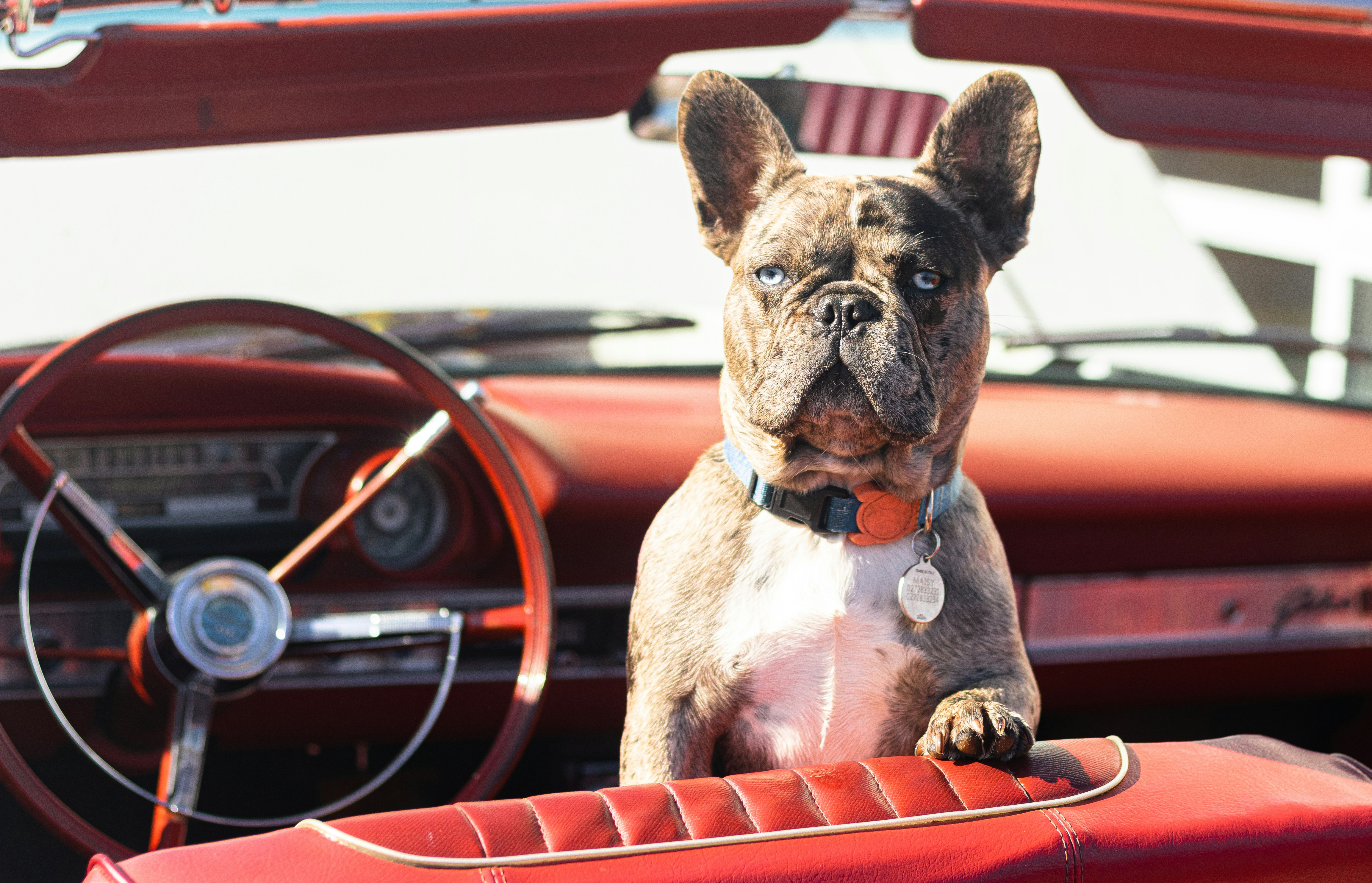 Pet Grooming Service Image